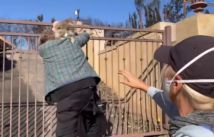 Fire victim reunited with missing dog after home burned down