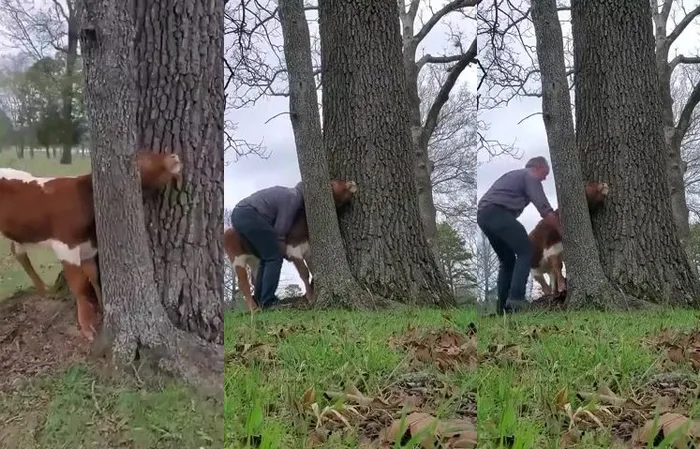 Just get behind the cow, grandpa