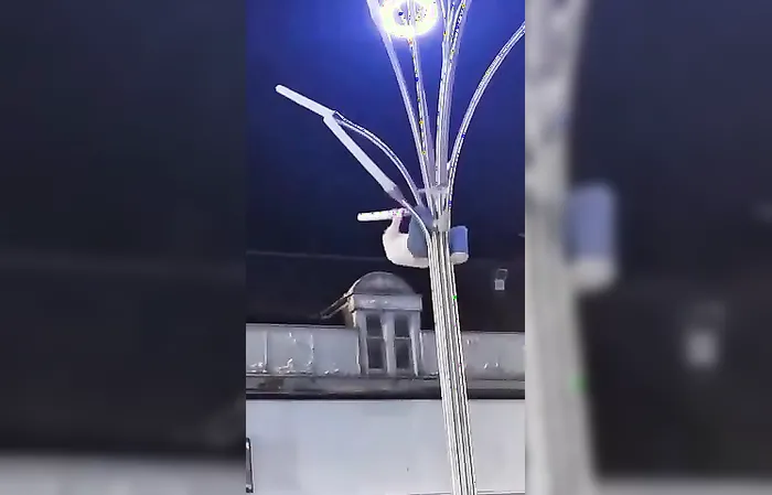 Man climbs weird light post to save a seagull
