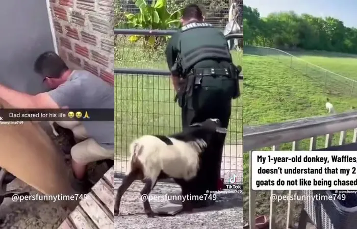 When the goats be bad!