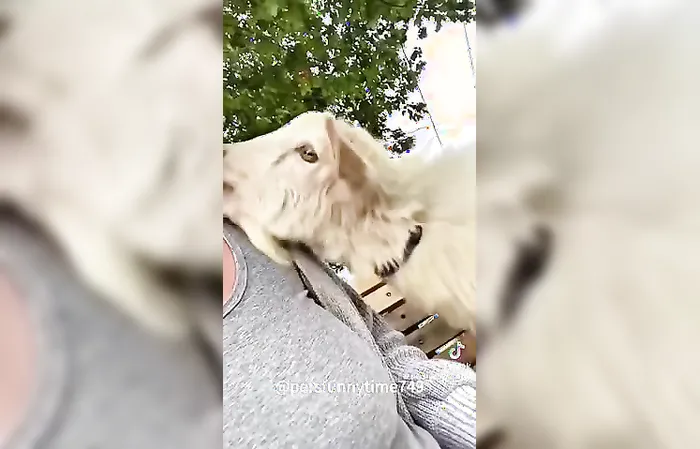 When the goats be bad!