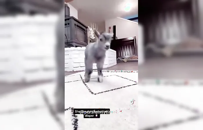 When the goats be bad!