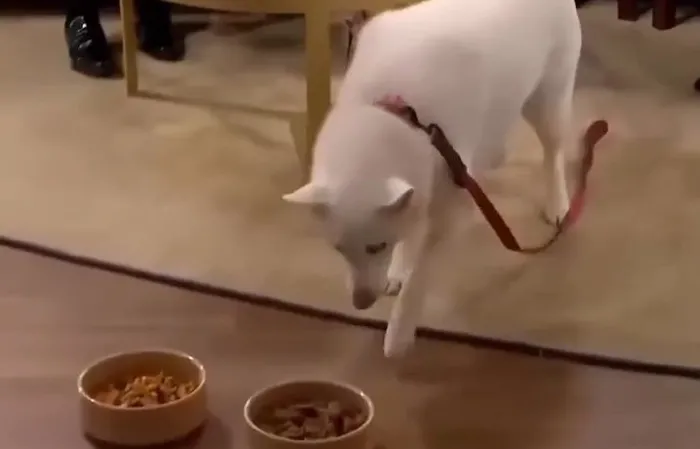 Woman claims dog is vegetarian, doesn't go as planned