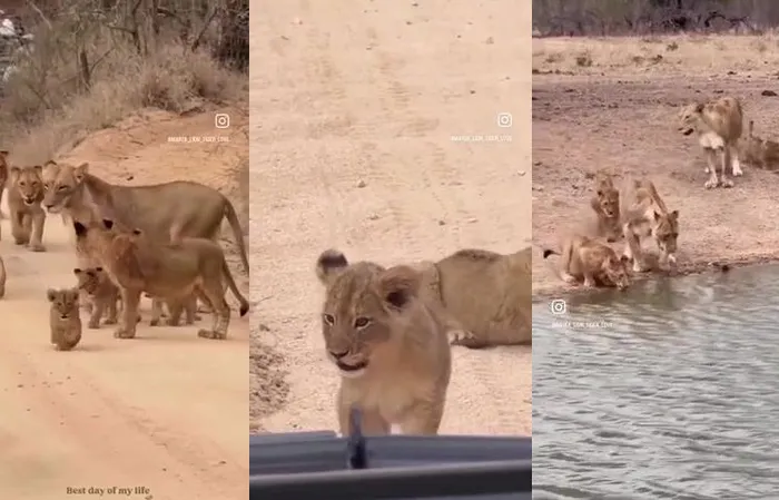 Baby lions capture everyone's heart in cute video
