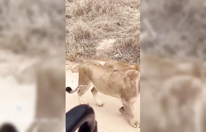 Baby lions capture everyone's heart in cute video