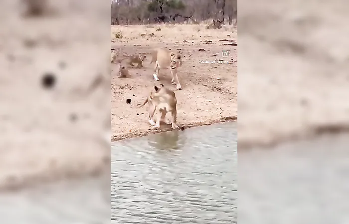 Baby lions capture everyone's heart in cute video