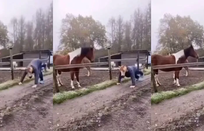 horse is very confused in funny animal video