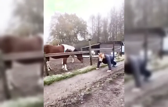 horse is very confused in funny animal video