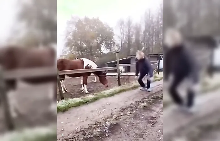 horse is very confused in funny animal video