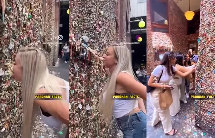 People licking wall of chewed gum