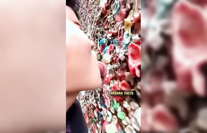 People licking wall of chewed gum