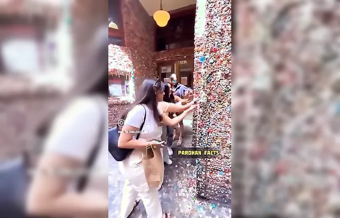 People licking wall of chewed gum
