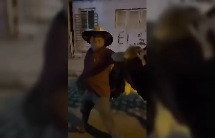 Bull appears to take drunk owner home in funny viral video