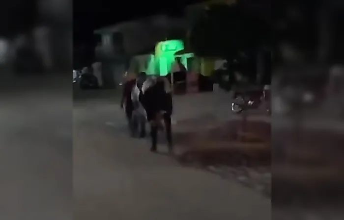 Bull appears to take drunk owner home in funny viral video