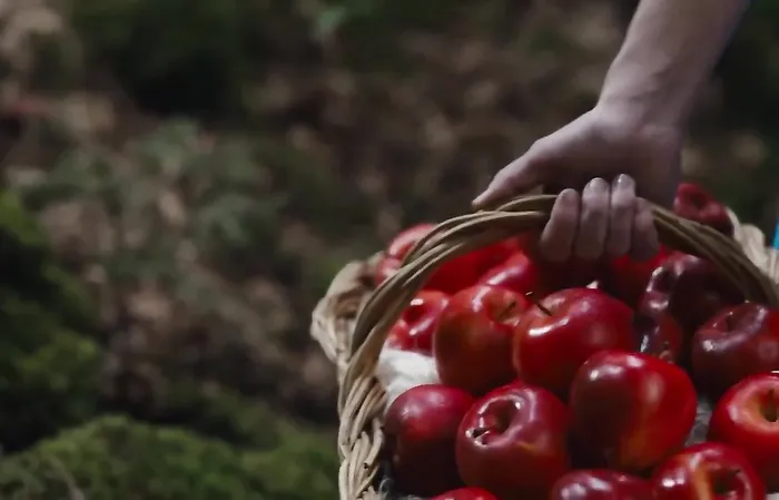 Daily Wire announces non-woke 'Snow White' live-action movie