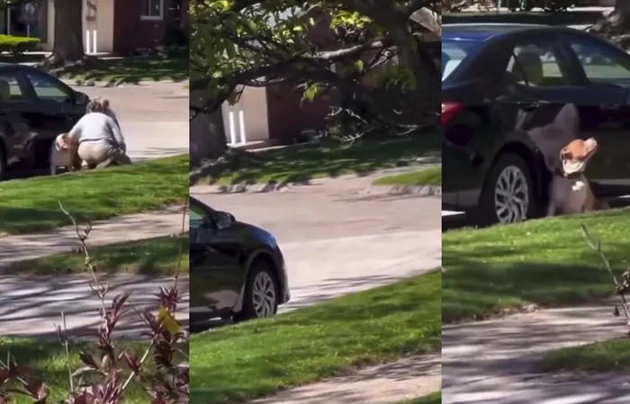 Pet sitter busted PUNCHING a dog - arrest this bitch!