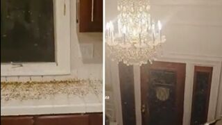 Man's home infested with flying insects