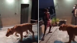 FAFO: This is why you don't have a PET LION