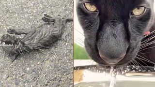 Woman accidentally adopts BLACK PANTHER