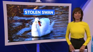 They stole a f*ckin swan!!!