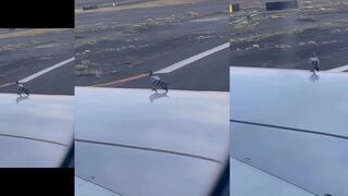 Pigeon was not expecting the plane to go that fast