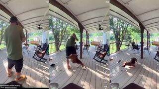 Squirrel started fighting with everyone