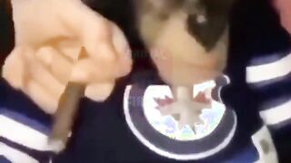 Where do you get a monkey from?