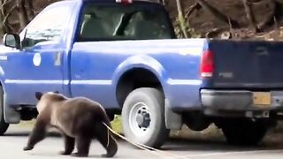 Bear walks around with 12-foot parasite sticking out of its ass