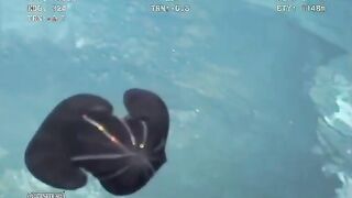 Deep-sea creature looks like an alien shape shifter