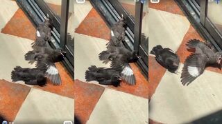 Birds pretend to be injured to get snacks