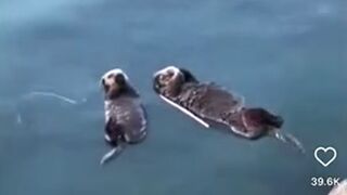 Sea otter brings gift after GF gets rescued by humans