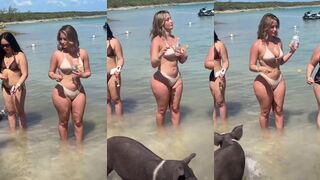 Some beaches have wild pigs you can feed