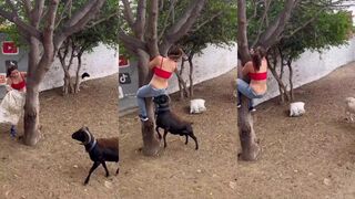 Goat knows what it wants
