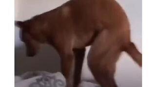 Dog can't stop humping the air