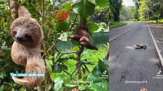 Why are sloths so slow?