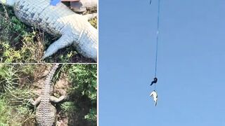 Police airlift a crocodile with the body of a 59-year-old businessman inside it