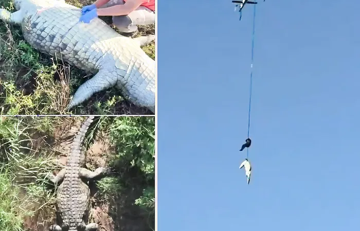 Police airlift a crocodile with the body of a 59-year-old businessman inside it