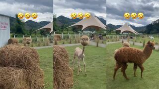 Have you ever seen a alpaca without its wool?