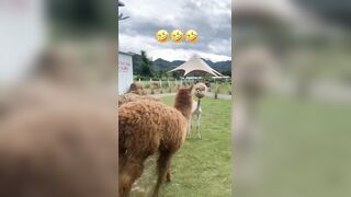 Have you ever seen a alpaca without its wool?