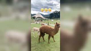 Have you ever seen a alpaca without its wool?