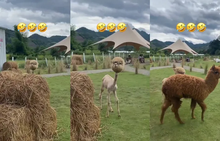 Have you ever seen a alpaca without its wool?