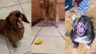 Dogs and lemons makes your day better