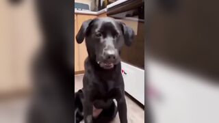 Dogs and lemons makes your day better