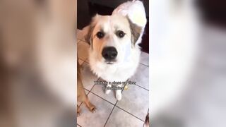 Dogs and lemons makes your day better