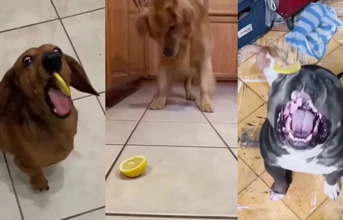 Dogs and lemons makes your day better