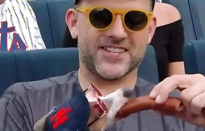 That dog is living his best life