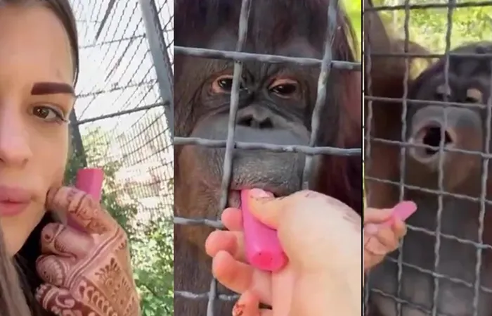 Russian boxer Anastasia Luchkina lets endangered orangutan hit the vape