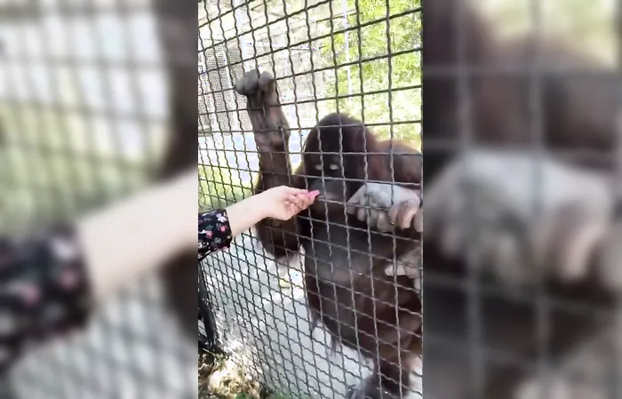 Russian boxer Anastasia Luchkina lets endangered orangutan hit the vape