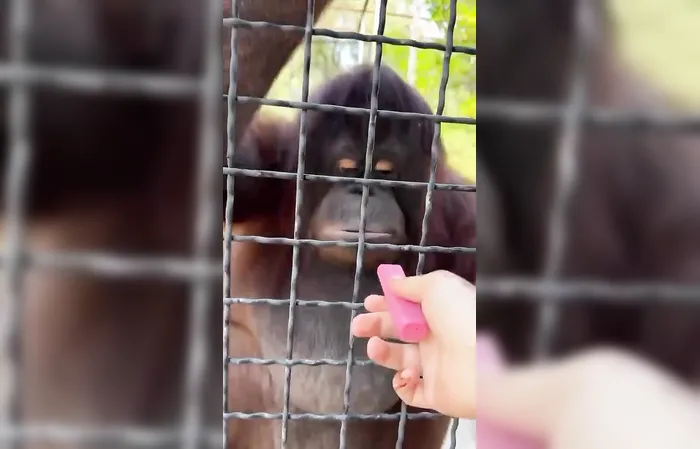 Russian boxer Anastasia Luchkina lets endangered orangutan hit the vape