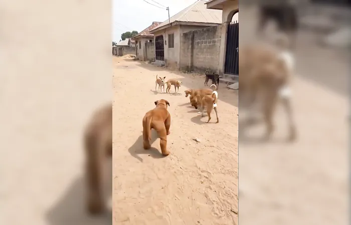 LiL Fella dressed up like a dog and here's what happened